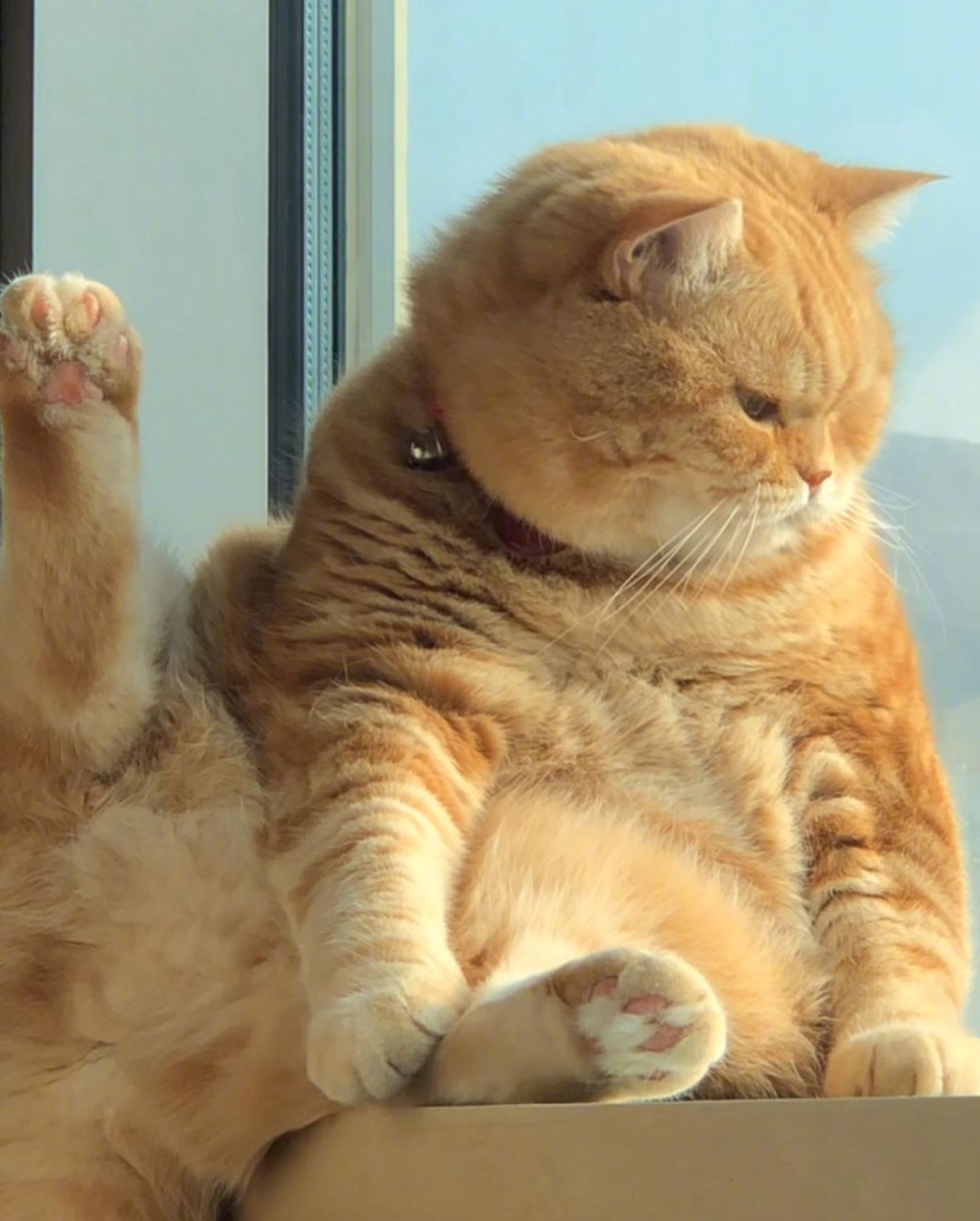 一只看上去心情不是很好的大橘猫. 感觉跟生气中的女朋友好像!__财经