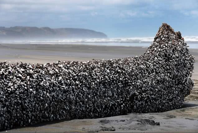 为什么海洋生物最讨厌藤壶一辈子挥之不去的伤疤