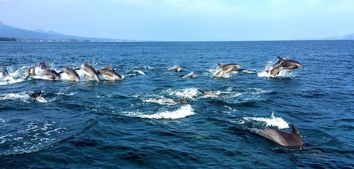 海豚湾之恋