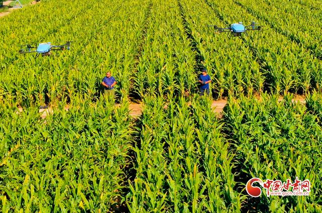 8月24日,甘肃省张掖市临泽县平川镇三一村千亩优质玉米制种种植基地里