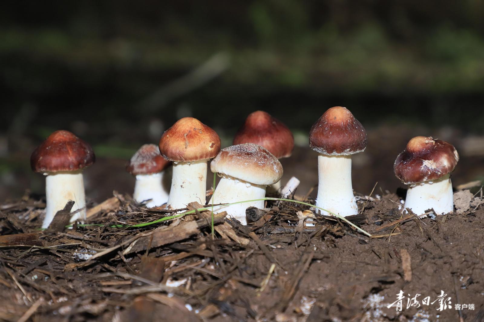 赤松茸的规模化种植,不仅增加了温室大棚的产出效益