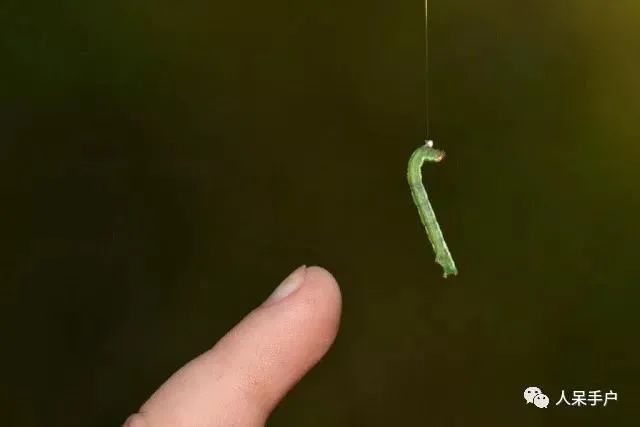 原来这些昆虫会吐丝.|昆虫|幼虫|水印_新浪新闻