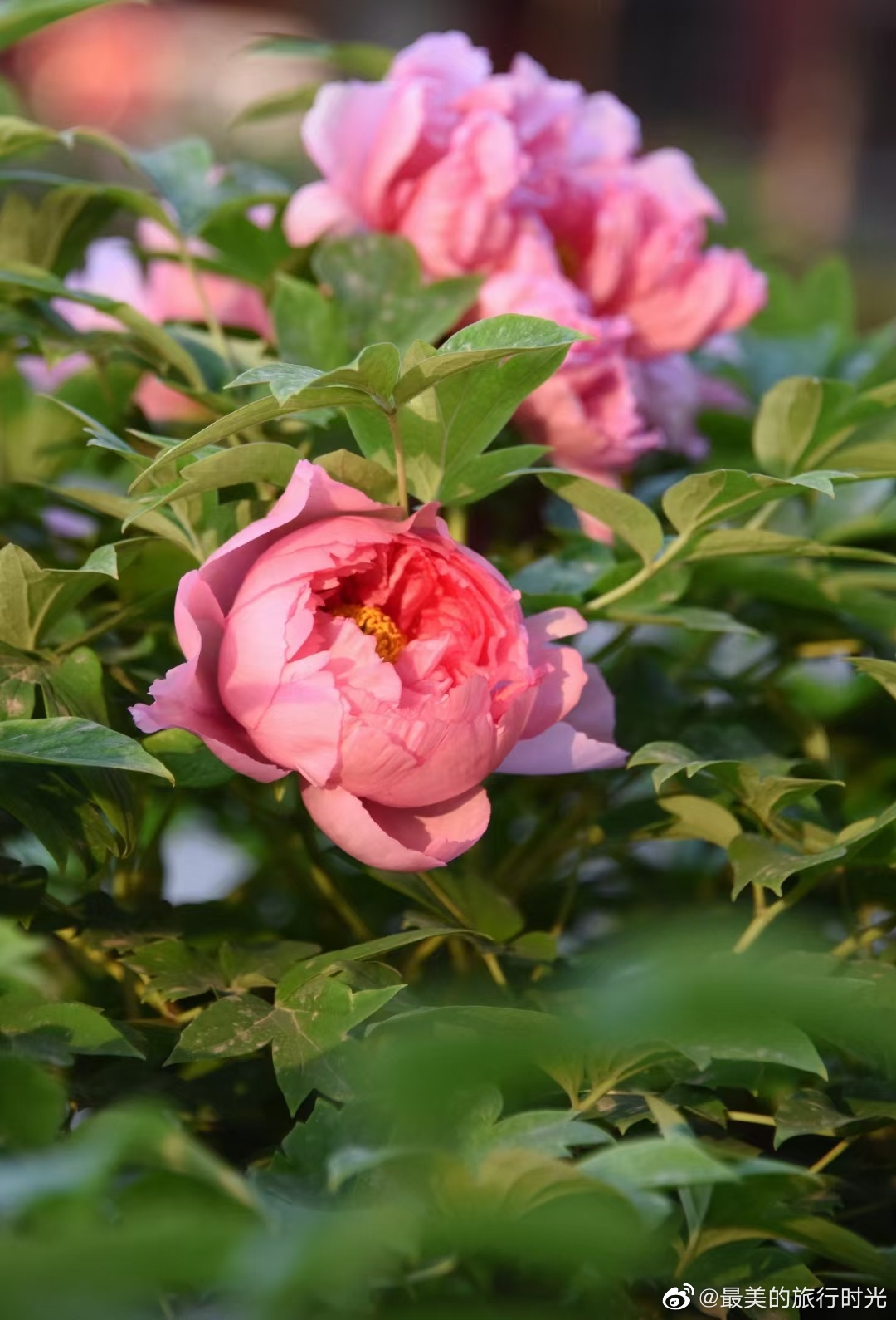 每到夏天,牡丹花就会争芳斗妍,万朵齐开