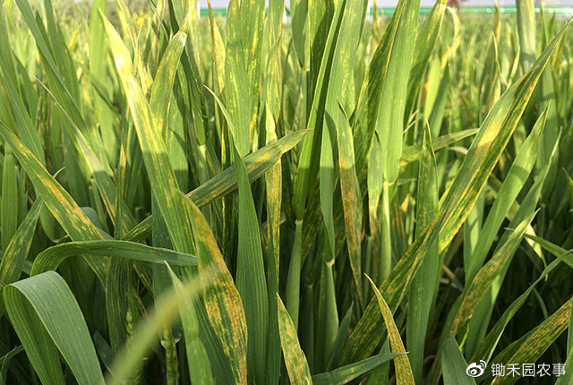 4月底了,拔节孕穗期的冬小麦却遭受晚霜冻|孕穗期|晚霜|霜冻_新浪新闻