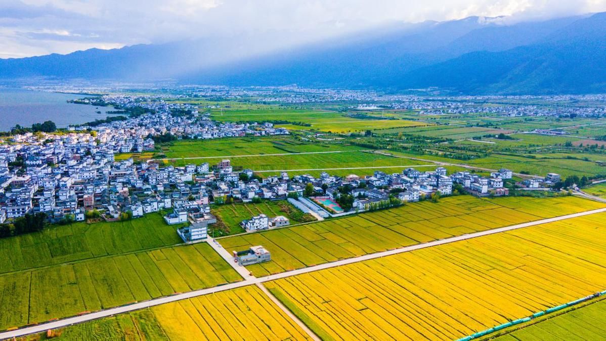 金秋九月的大理遍地金黄|大理州|洱源县|大理_新浪新闻