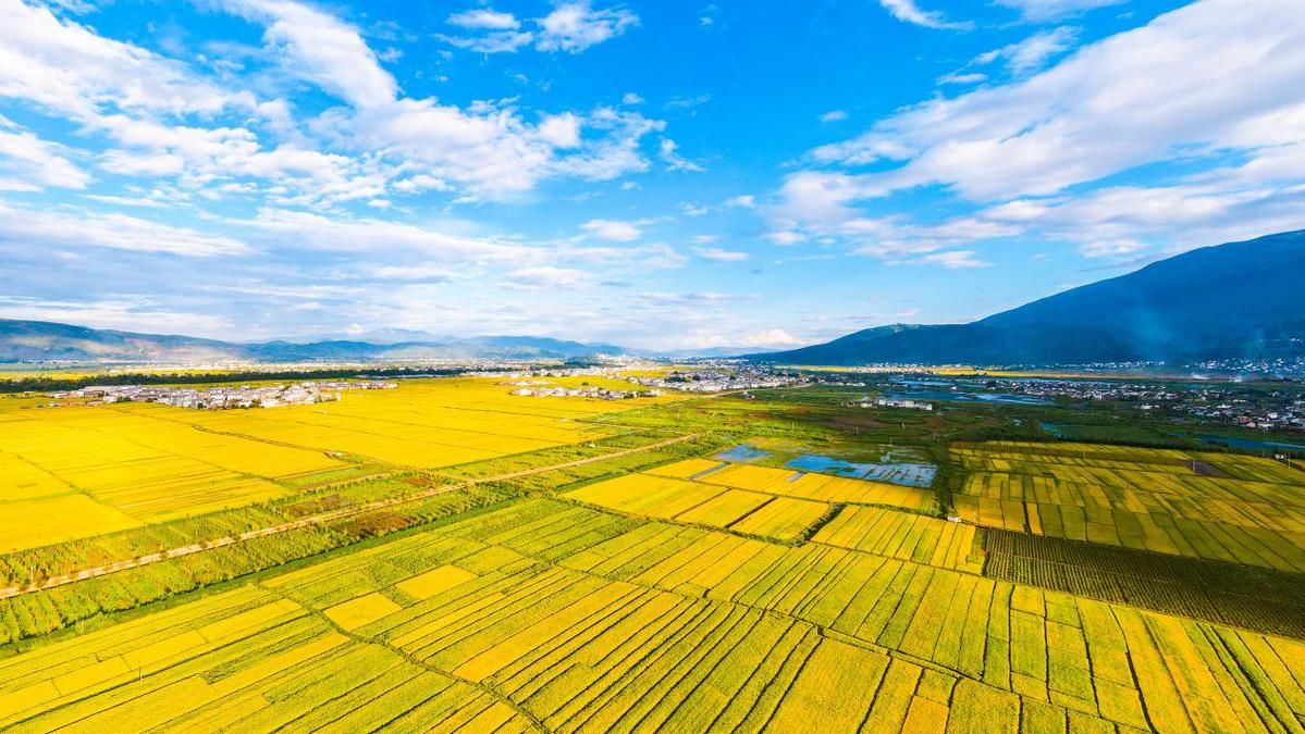 金秋九月的大理遍地金黄|大理州|洱源县|大理_新浪新闻