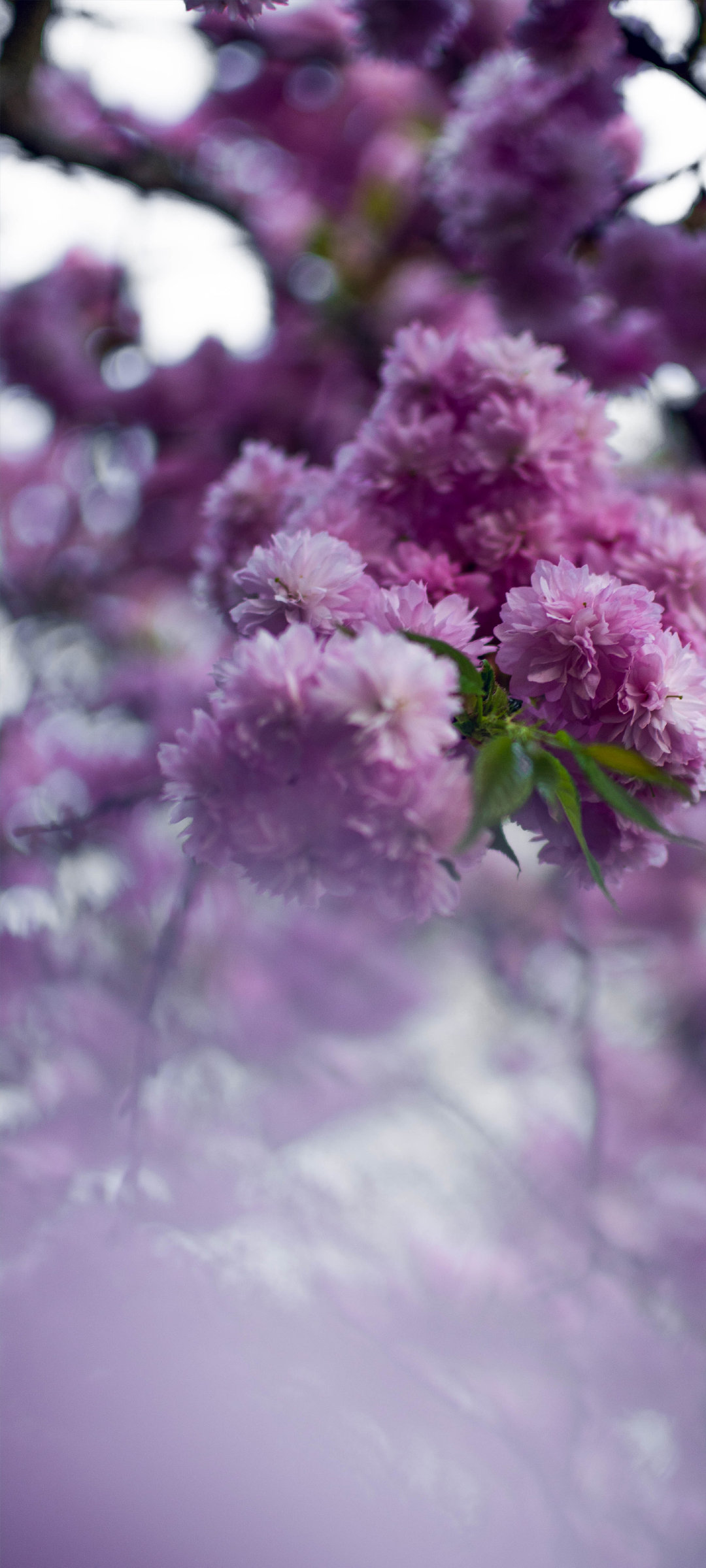 秀一波春天的壁纸 高清图集 新浪网 秀一波春天的壁纸 高清图集 新浪网