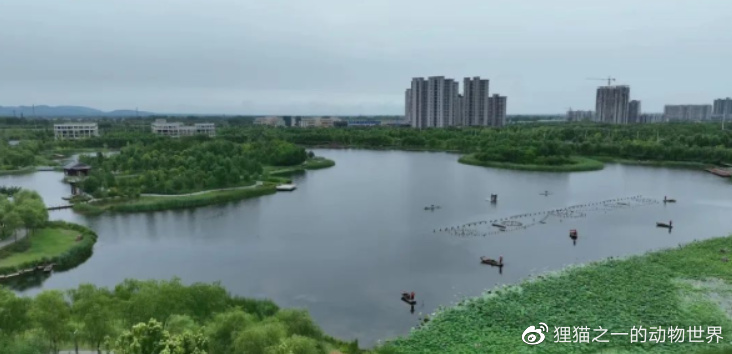 河南汝州巨型怪鱼系高危外来生物，为了它抽干整片湖，值得吗？休闲区蓝鸢梦想 - Www.slyday.coM