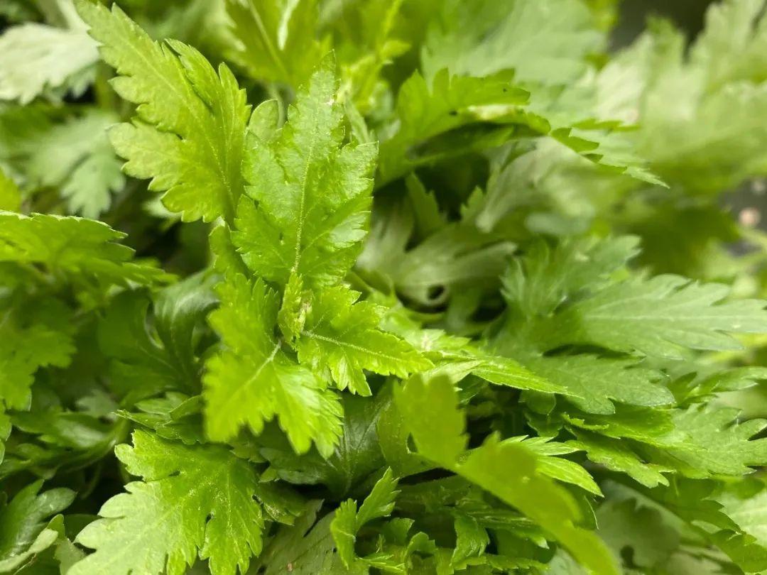 66种野菜辨别图,再不挖点尝尝,下个月就老了!