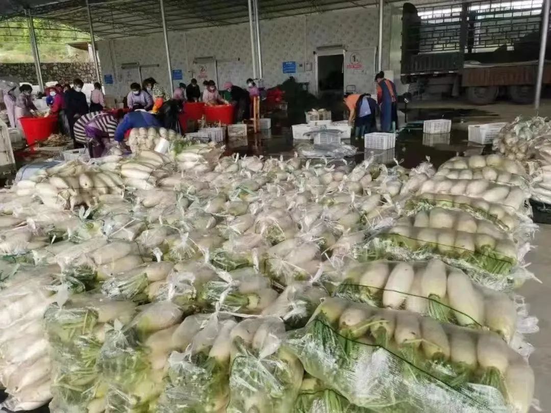 全国“爱心菜”援沪！上海蔬菜保供企业开足马力！休闲区蓝鸢梦想 - Www.slyday.coM