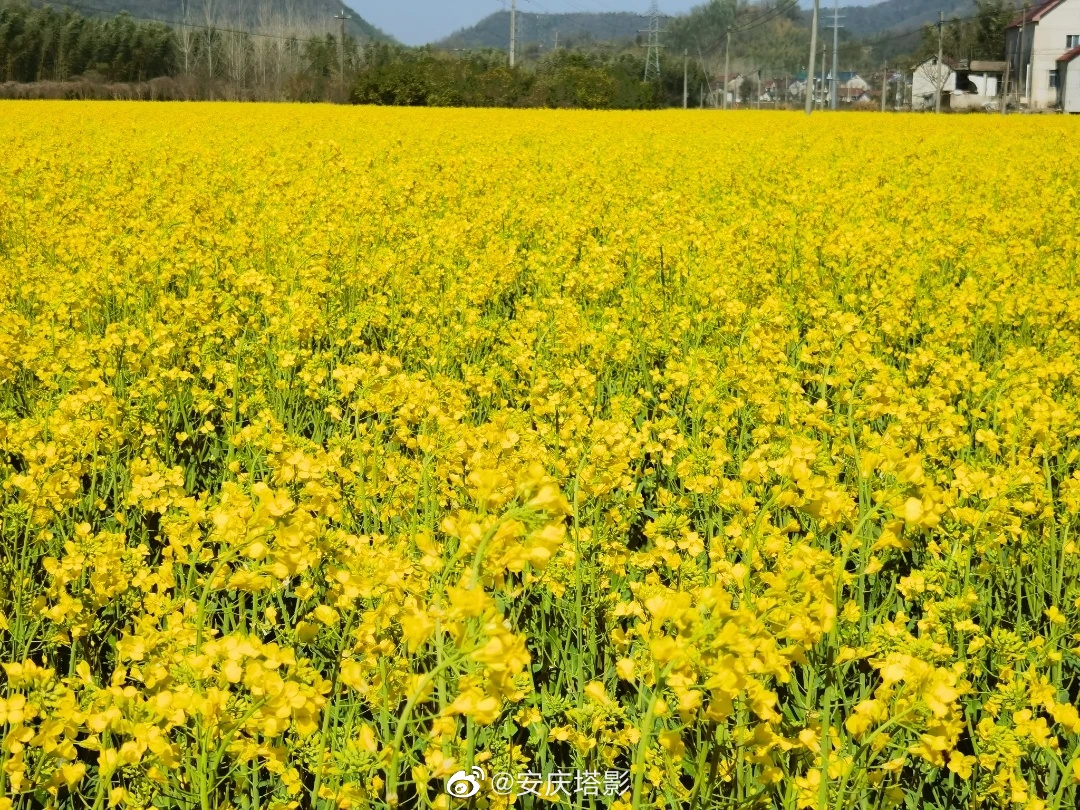 究竟什么蛇才是百蛇之王？毒性最强的蛇又是哪种？...