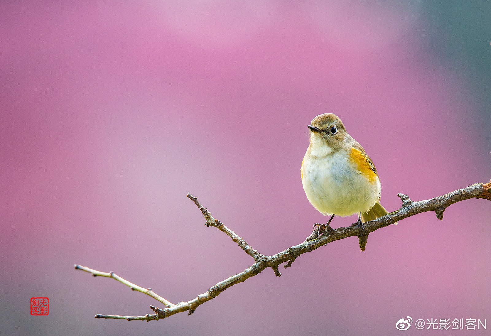 春日梅花深处,寻鸟记:红胁蓝尾鸲 南京,玄武湖梁州__财经头条