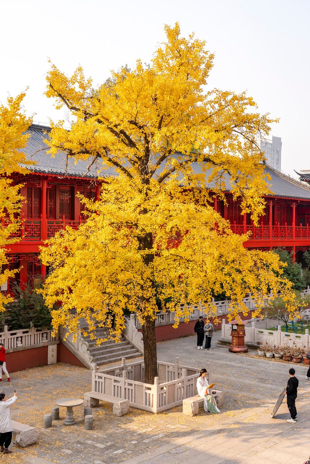 毗卢寺银杏树进入观赏期