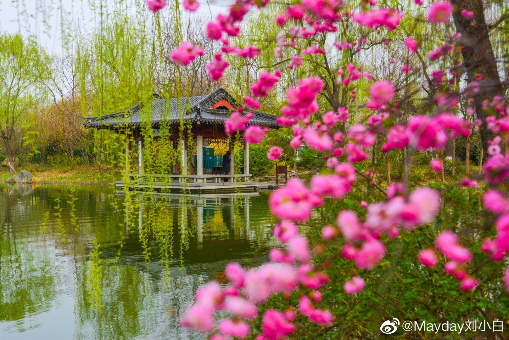 阳春三月,草长莺飞,又是大明湖最美的时节,柳绿樱红