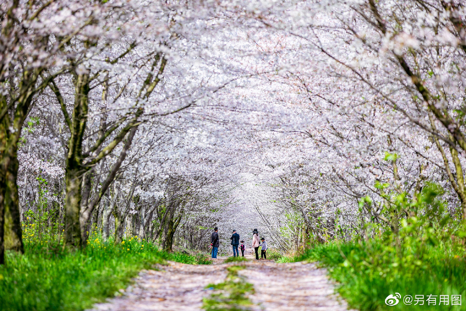 贵州平坝的春天绝对是震撼人心的春意,这里有全球最大最美的樱花园