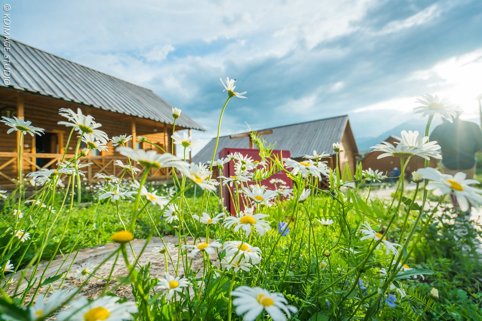 大美新疆,爱上绿色调的的禾木