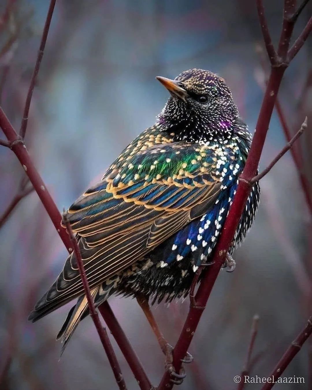 哇色彩鲜艳绚丽多彩好美的鸟啊raviarora