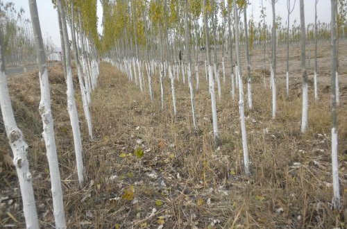 石灰水是什么（石灰水是什么颜色的）-85模板网