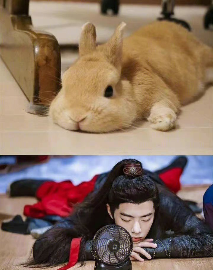 说到兔系艺人,我只能想到一个人,那就是肖战!