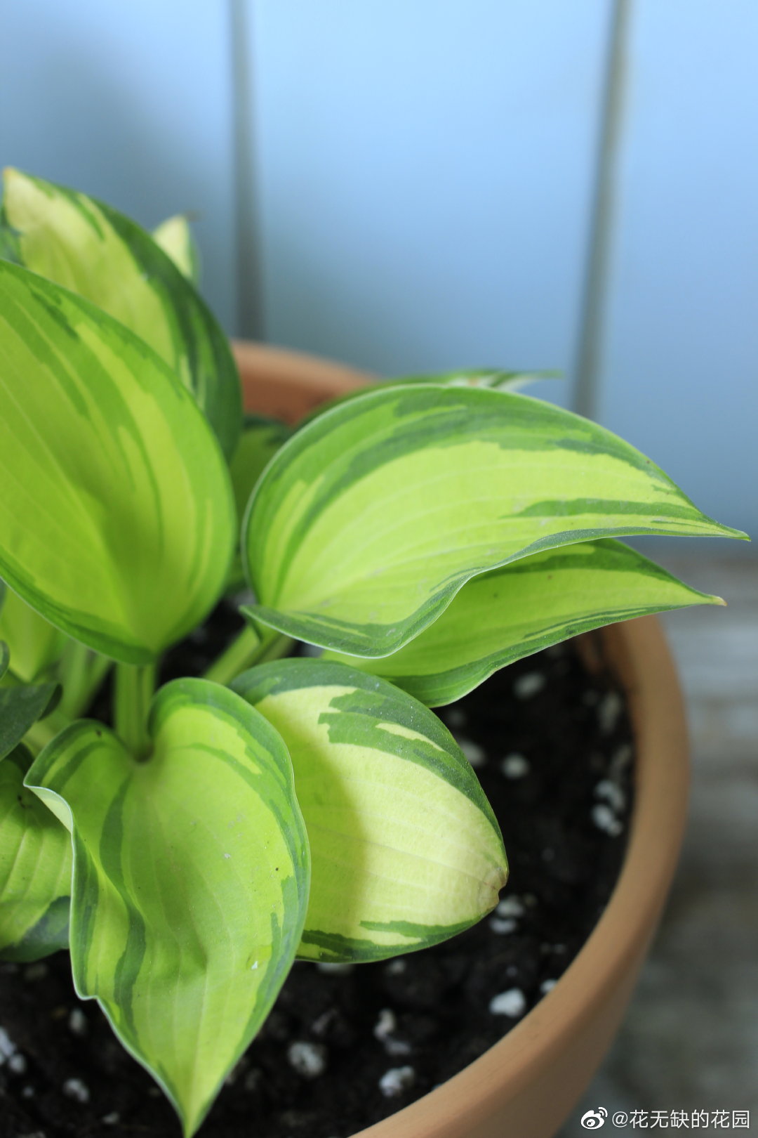 用玉簪"期望"开启一天的好心情._高清图集_新浪网