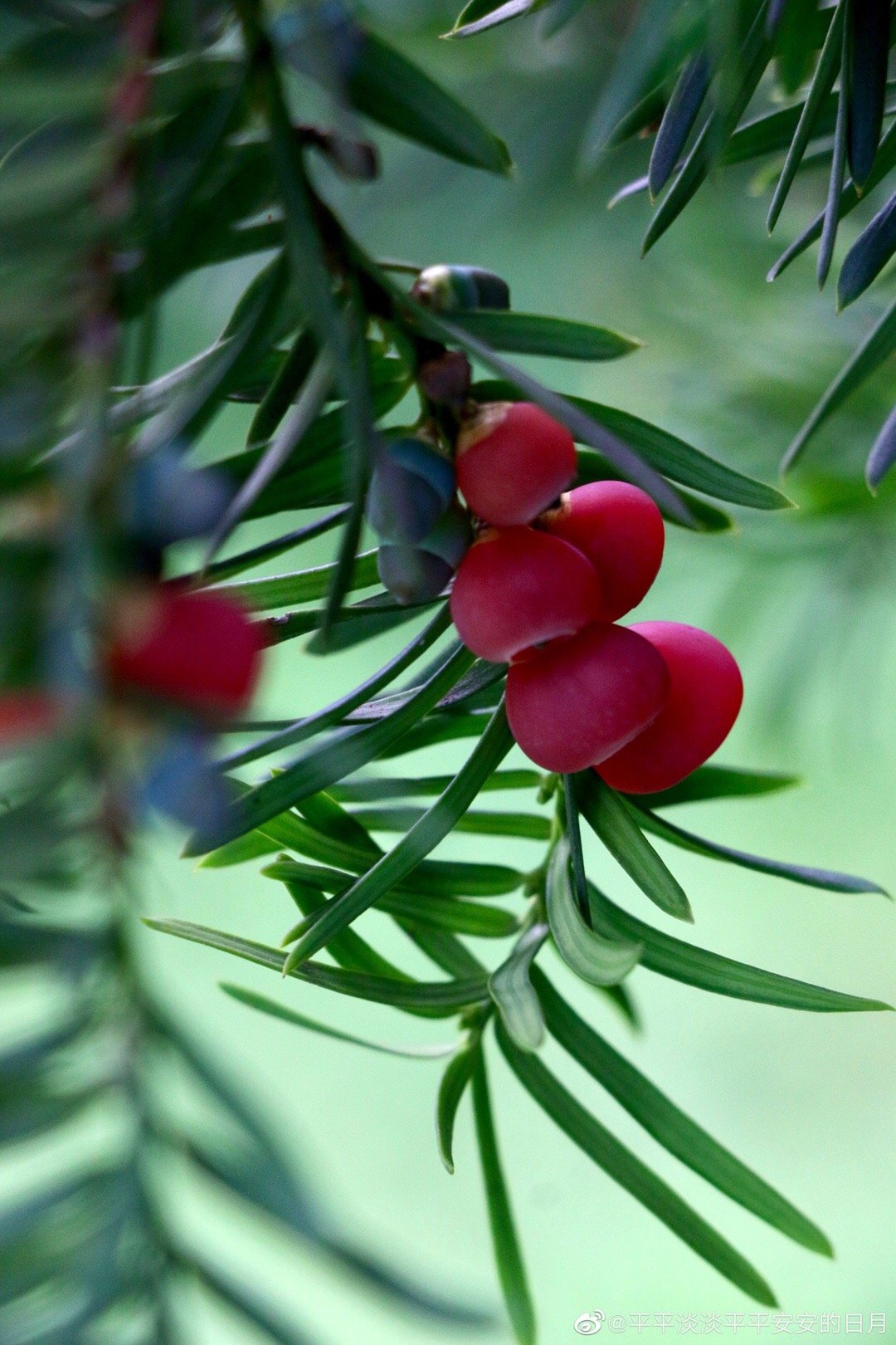 欧洲红豆杉 | 藏在大自然中的红宝石_高清图集_新浪网