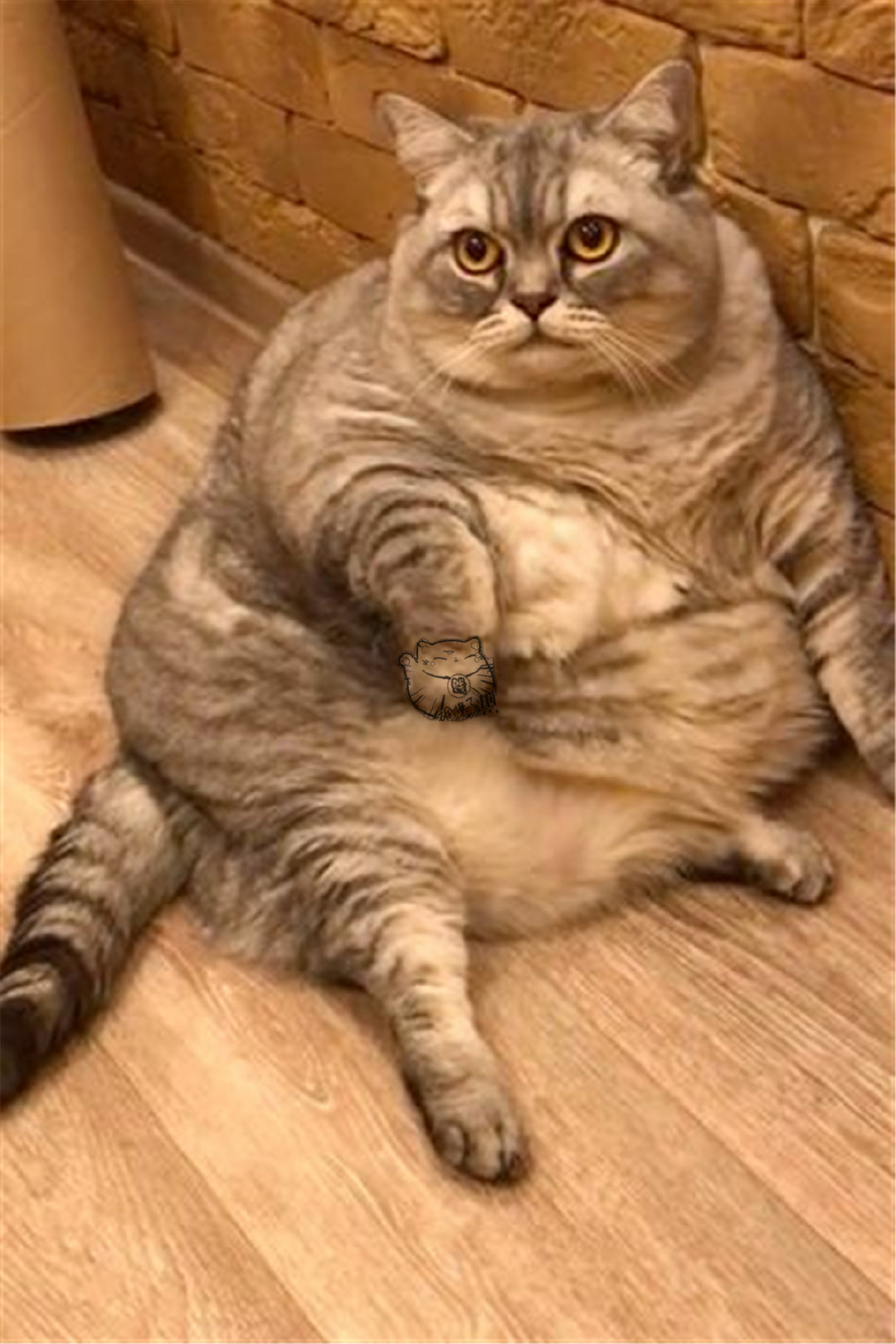 猎奇的,而有些人则怀疑主人为了让丽思尼亚出名,故意把猫咪养成这样的