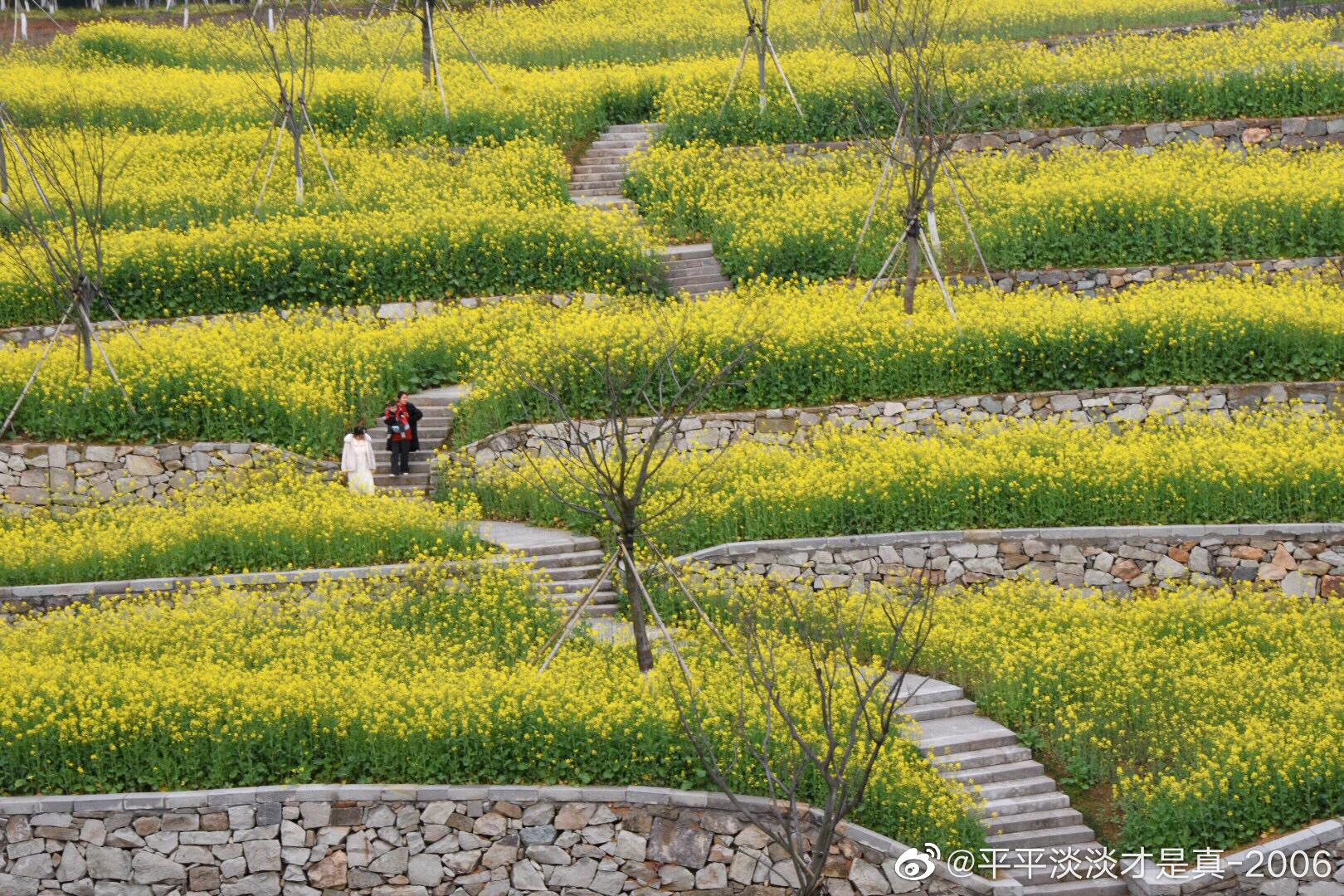 温岭植物园油菜花 (赏花别扎堆,别忘带口罩哦)