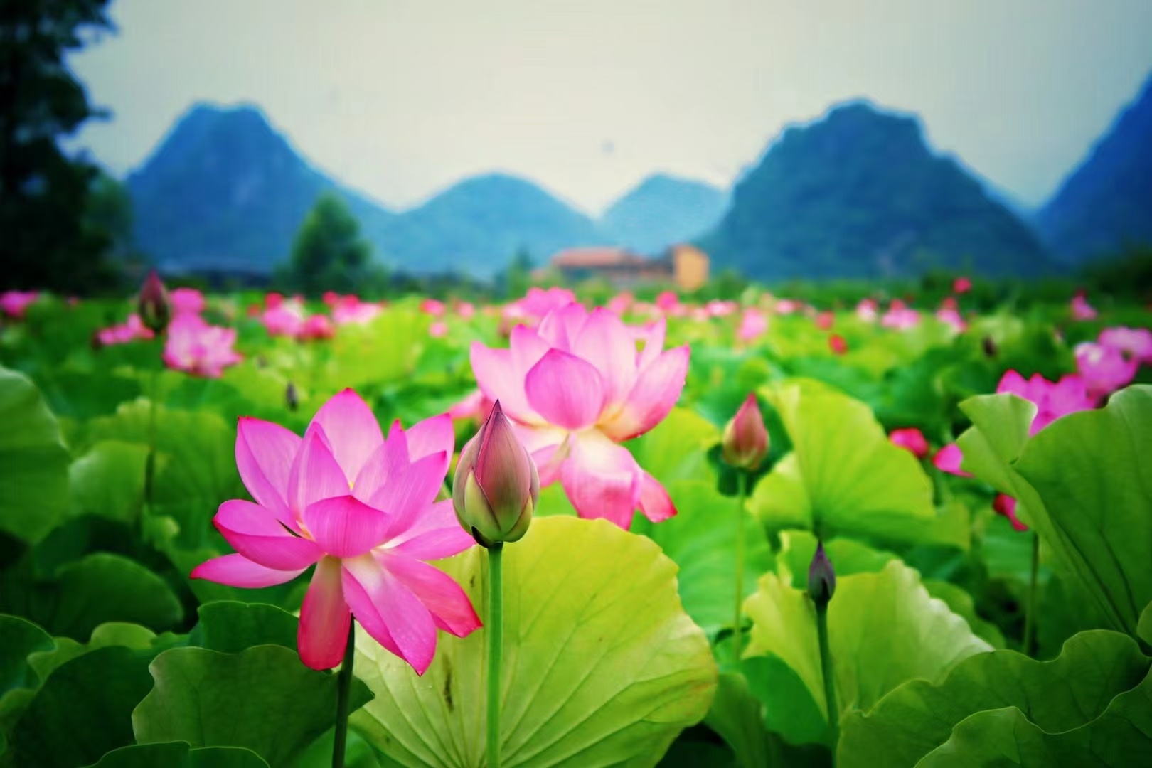 普者黑的荷花开了,一年中最美的季节到了……_高清图集_新浪网