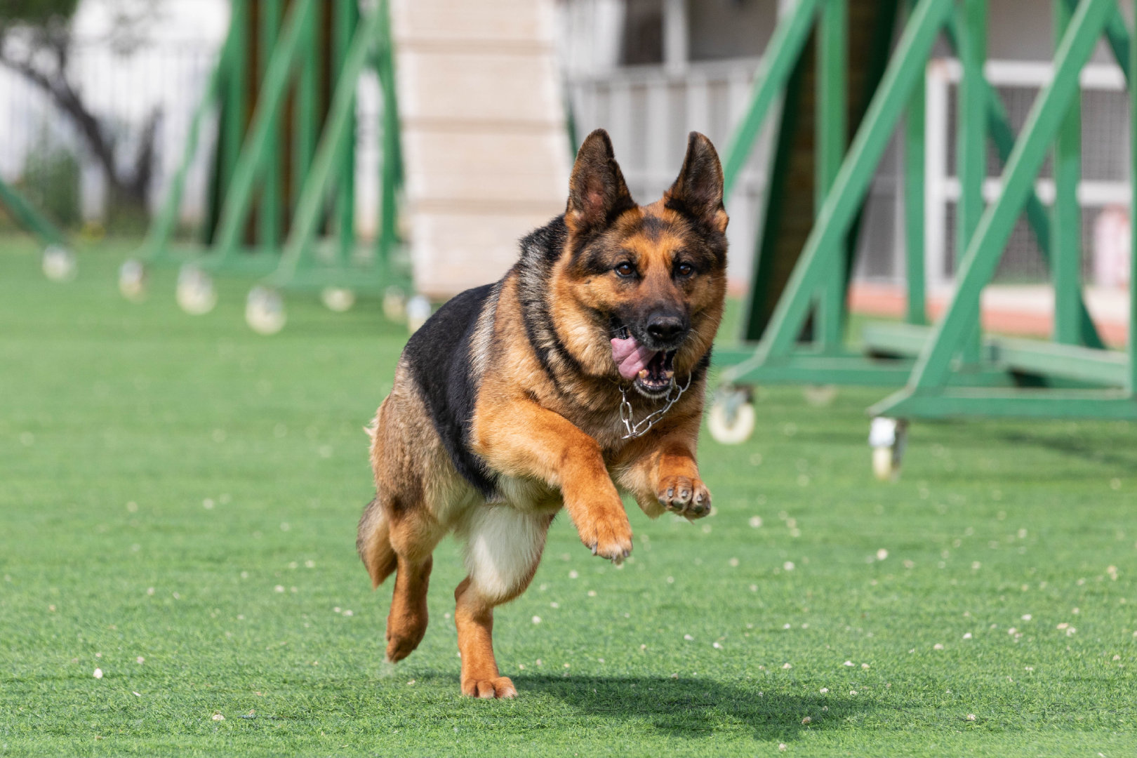 又酷又萌公交警犬的酷炫写真快来戳