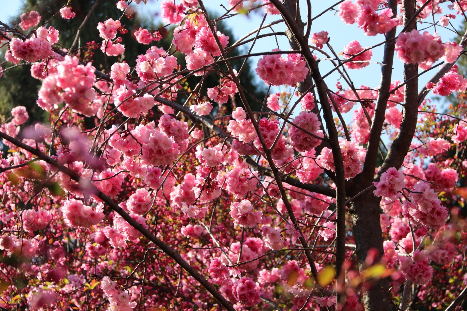 昆明圆通山春暖花开樱花绽放有你想象不到的震撼
