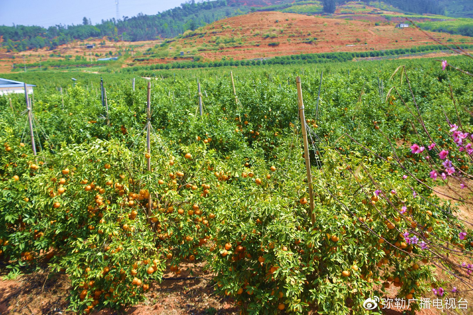 弥勒千吨高原沃柑畅销南亚东南亚