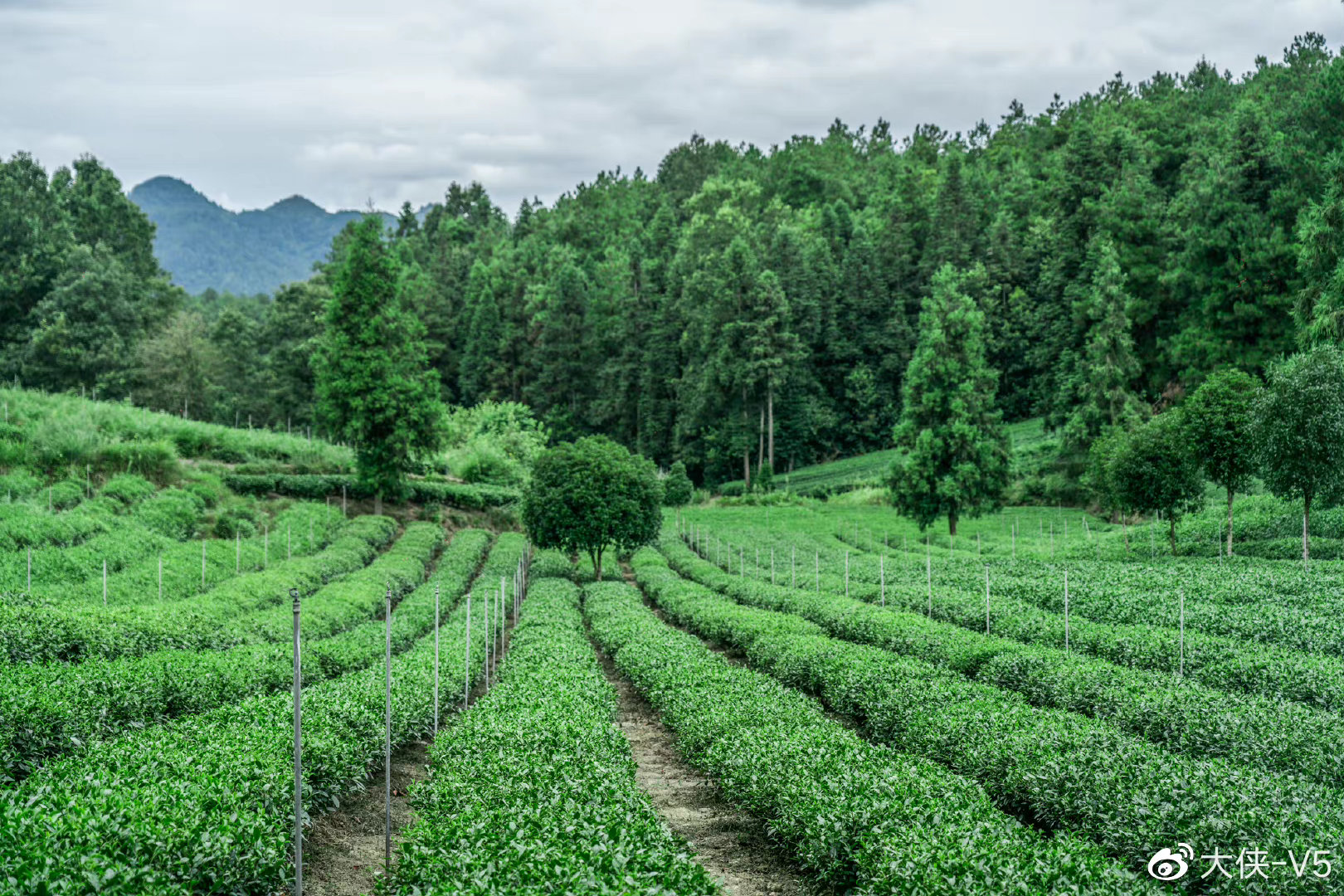 徜徉遵义万亩茶海，一碧万顷，茶香四溢