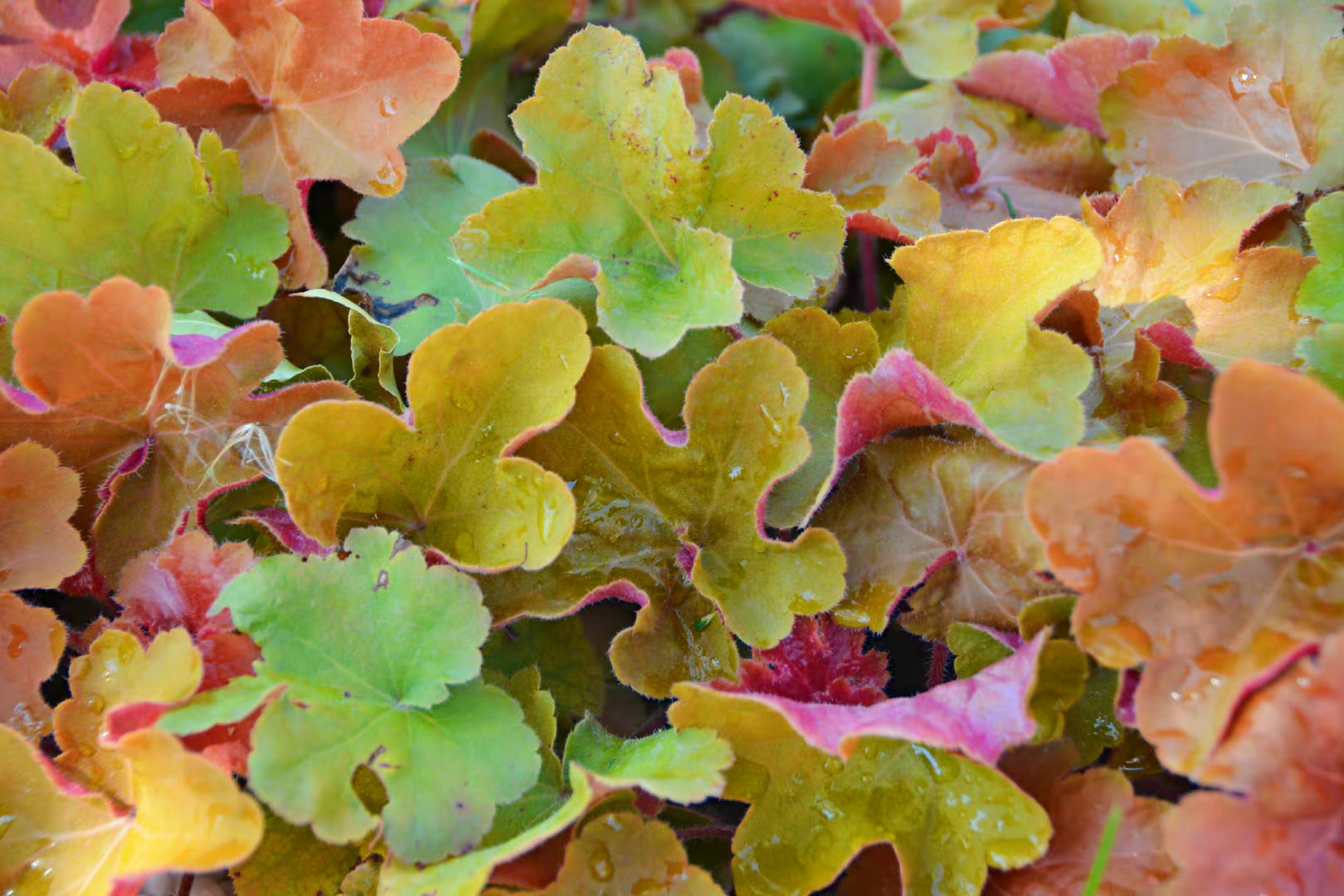 彩叶矾根草,原创拍摄_新浪新闻