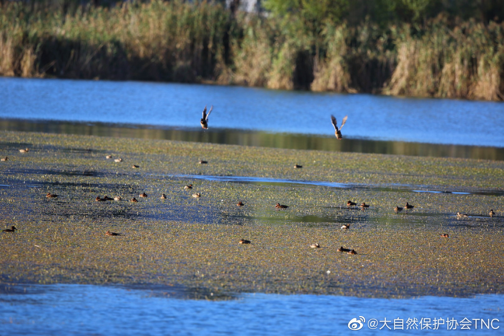 绝美的高原湿地---云南鹤庆西草海湿地的秋……__财经头条