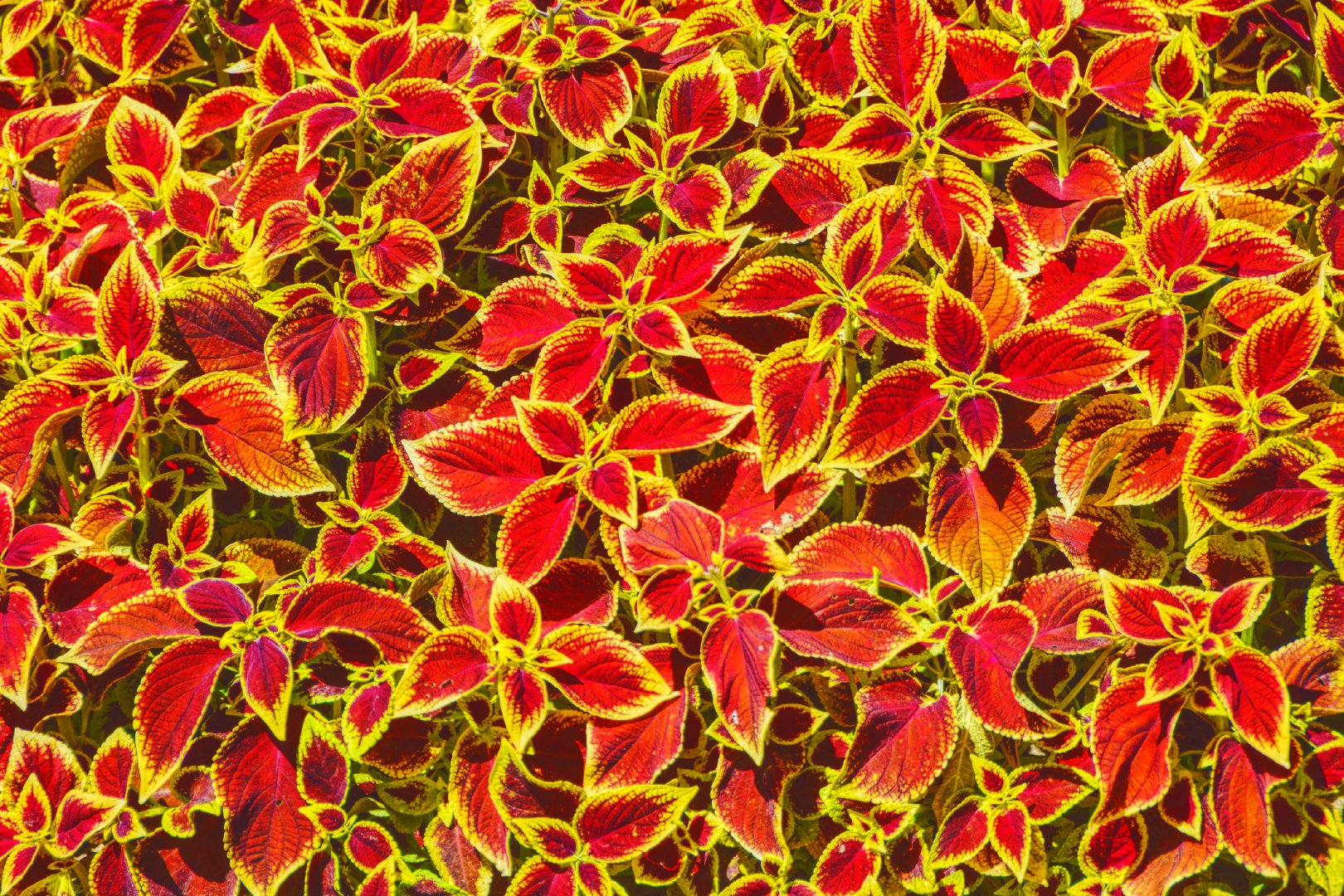 金边彩叶草,原创拍摄_新浪新闻