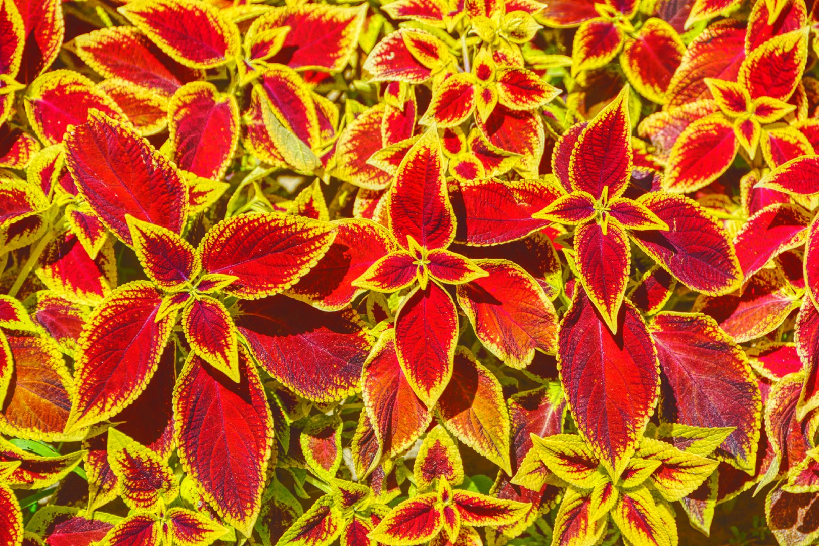 金边彩叶草,原创拍摄_新浪新闻