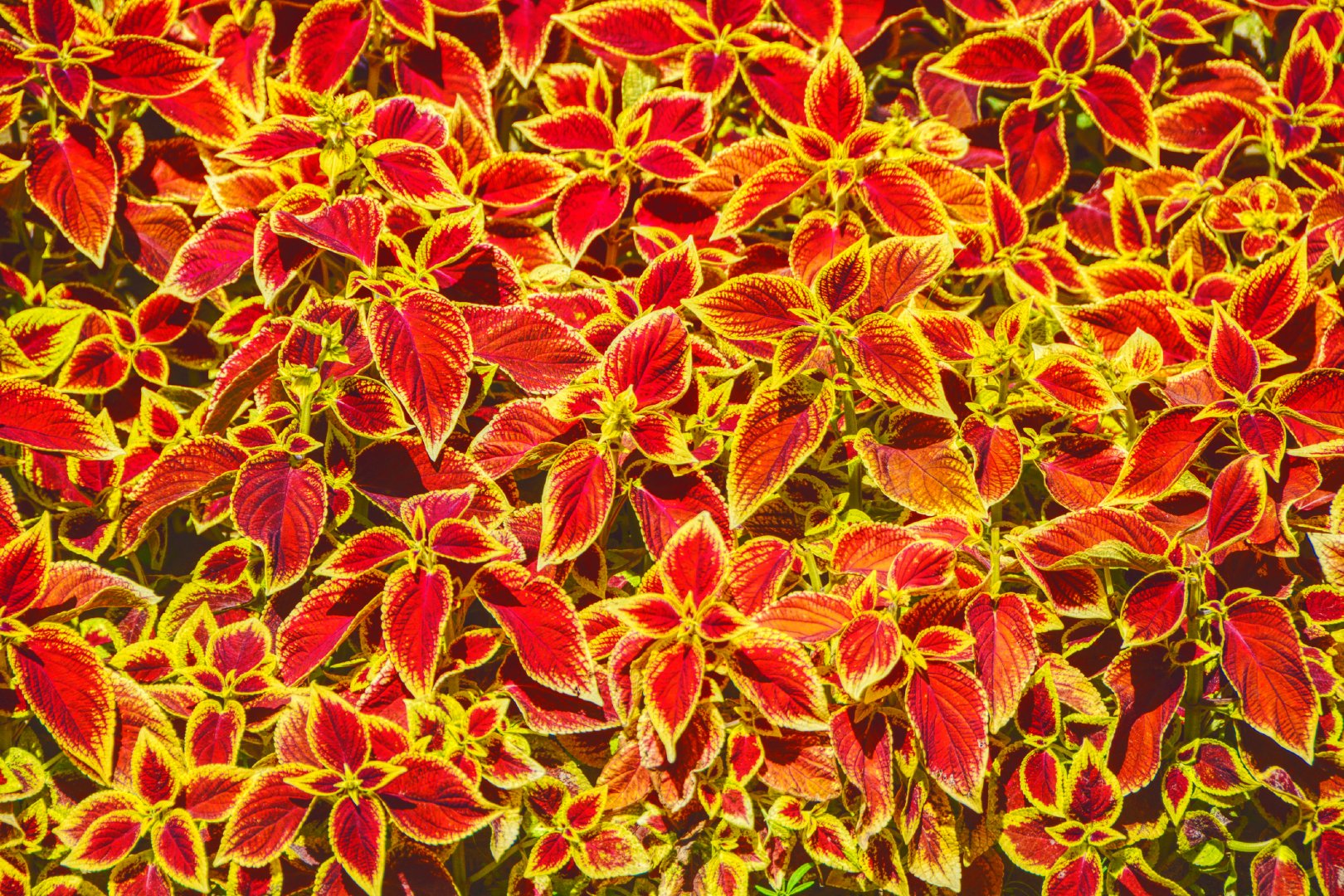 金边彩叶草,原创拍摄__财经头条