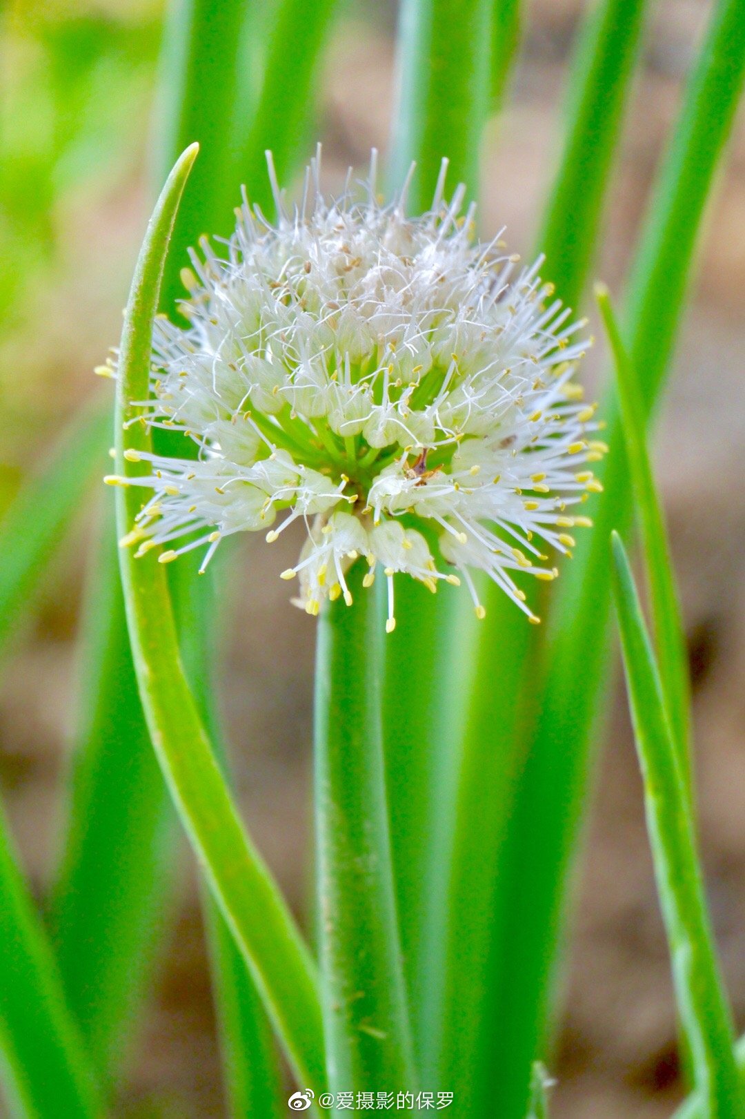 大葱 开花了_高清图集_新浪网