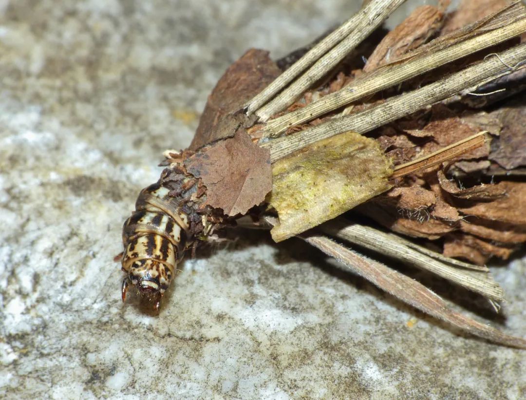 原来这些昆虫会吐丝.|昆虫|幼虫|水印_新浪新闻