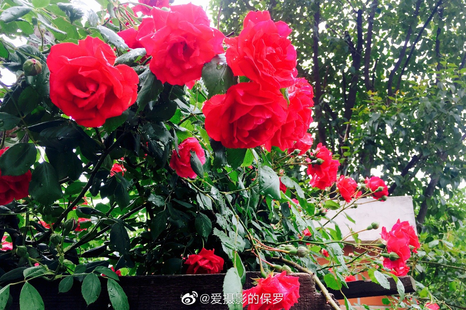 听雨 细嗅花香 这是一个蔷薇与月季花开的时节 听雨 细嗅花香 这是一个蔷薇与月季花开的时节