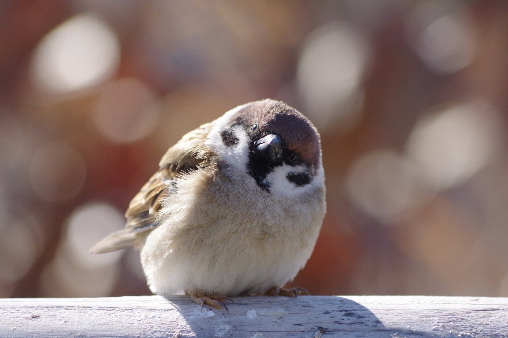 来看看圆滚滚的小肥啾,每一只都很有戏,图5看起来超生气