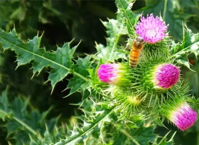 山里一种开紫花的野菜很多人叫它泥胡菜价值高要珍惜