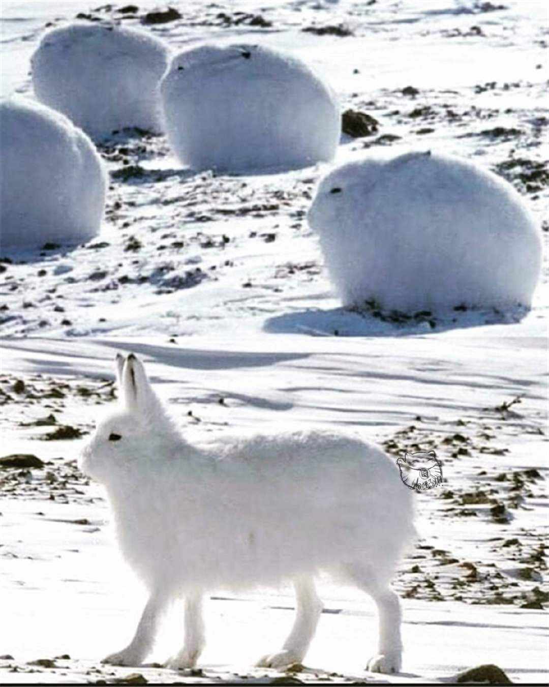 可爱的北极兔:蹲坐如雪球,站立则露出大长腿|北极_新浪新闻