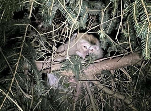 美生化实验室4只猴子逃脱,捕获后立即扑杀销毁,未对外解释原因休闲区蓝鸢梦想 - Www.slyday.coM 美生化实验室4只猴子逃脱,捕获后立即扑杀销毁,未对外解释原因休闲区蓝鸢梦想 - Www.slyday.coM