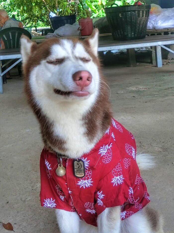 铲屎官请大家告诉我我是不是被一只狗鄙视了