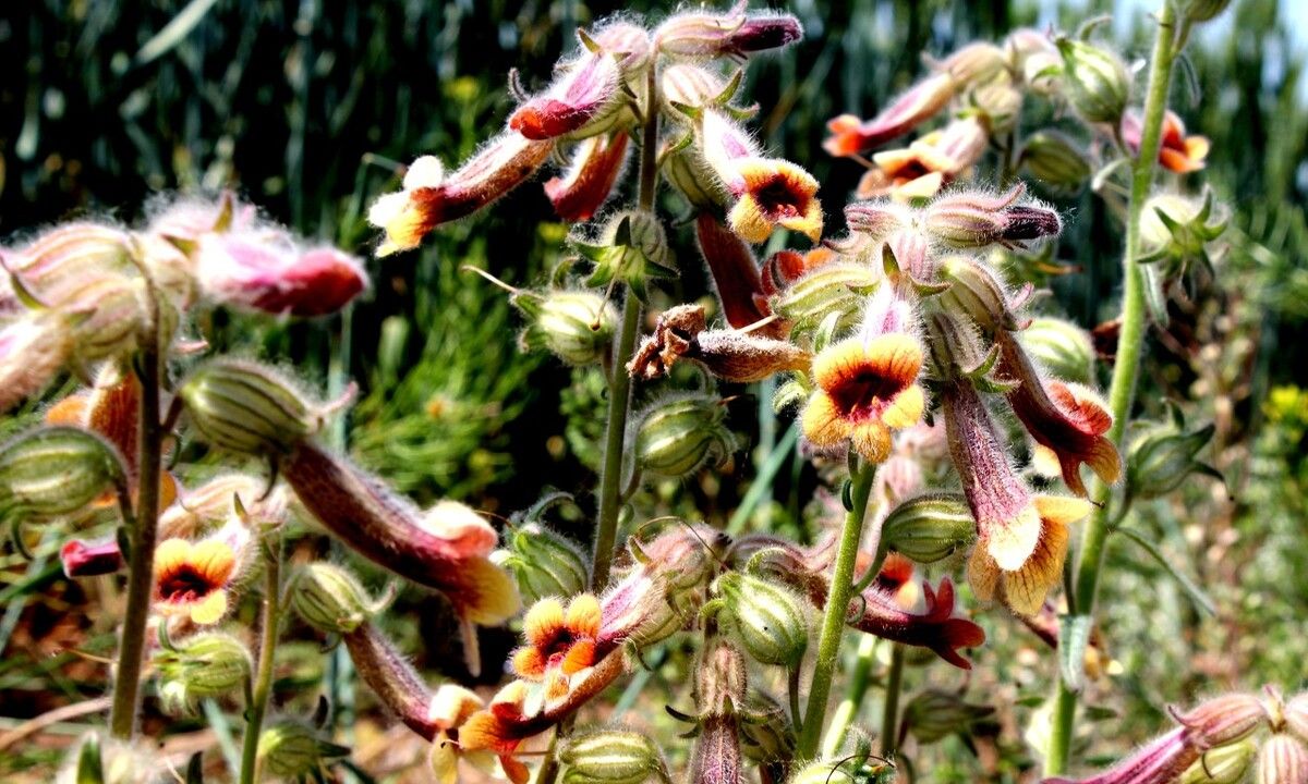 地黄叶如何凉拌好吃 地黄叶如何凉拌好吃视频