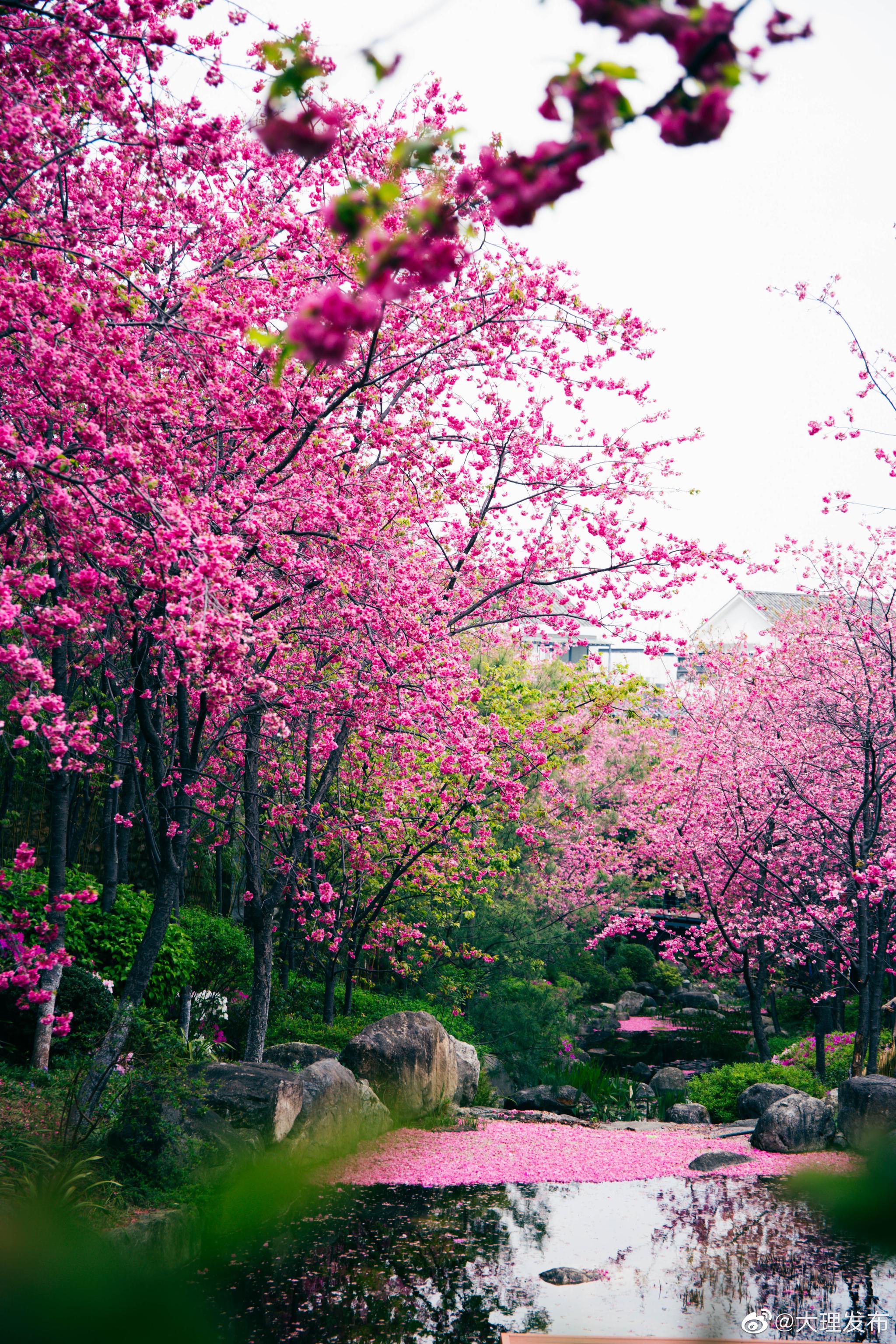 大理 三月大理樱花正烂漫