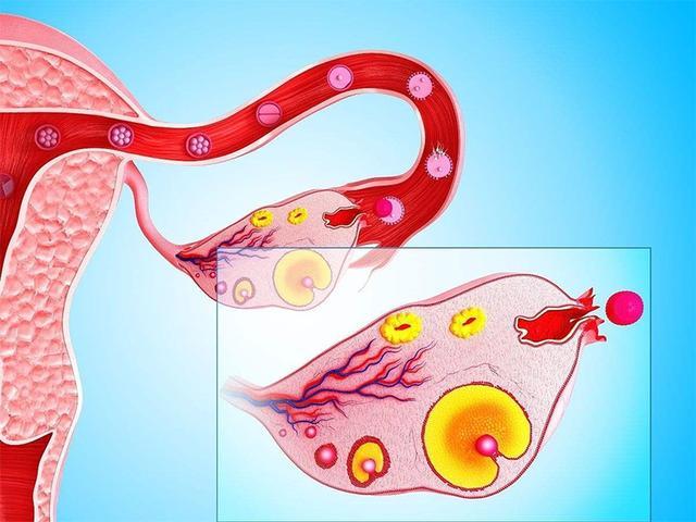 这五大备孕路上的"拦路虎",一定要先克服才行|备孕|子宫_新浪新闻