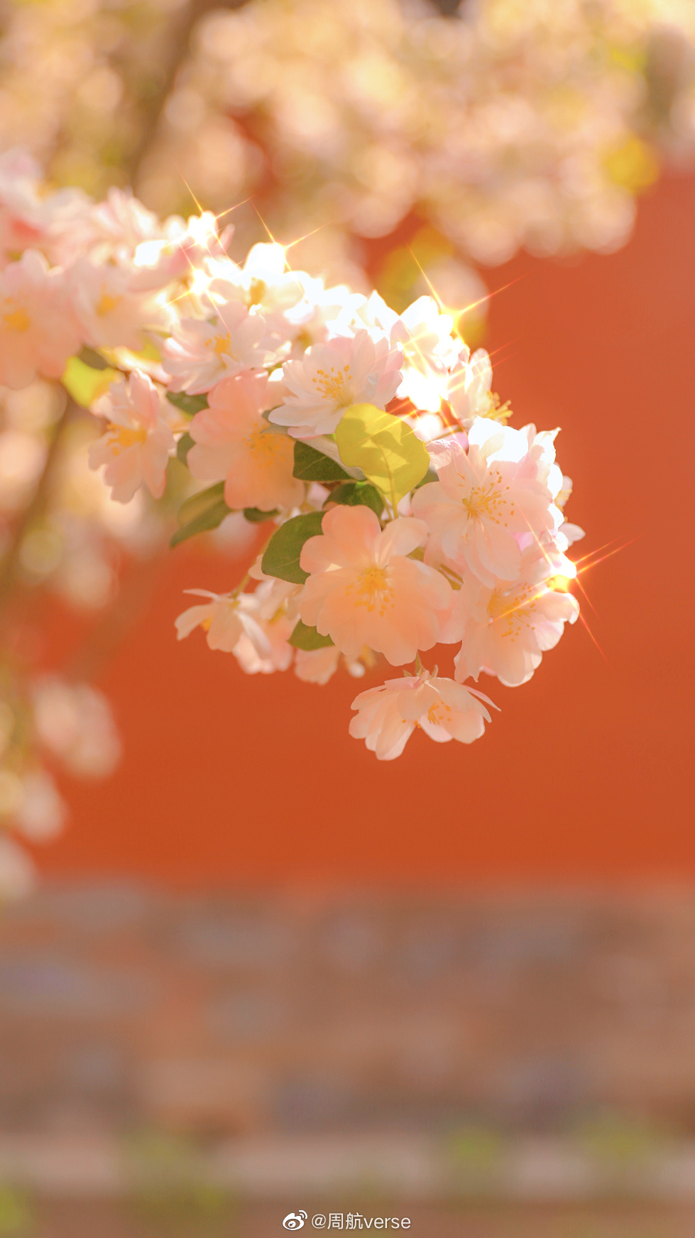 故宫文华殿的海棠盛放