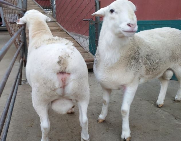 杜泊羊一代杂交一胎产5只杂交杜泊羊种羊多少钱应该怎么挑选